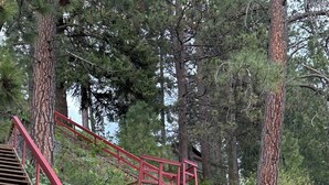 Una escalera de madera con barandillas rojas que sube una colina, rodeada de árboles y follaje.