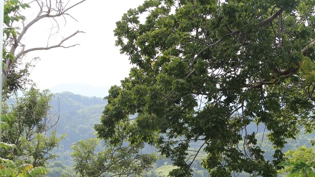 Un balcón con vista a un bosque frondoso y montañas lejanas.