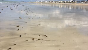 Una playa con arena y algas dispersas.