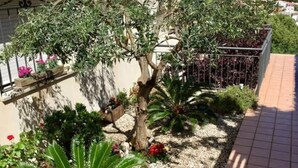 A building with a garden featuring a palm tree, a small tree with green leaves, and a gravel path. - Spectacular apartment with fantastic panoramic views (Llançà)