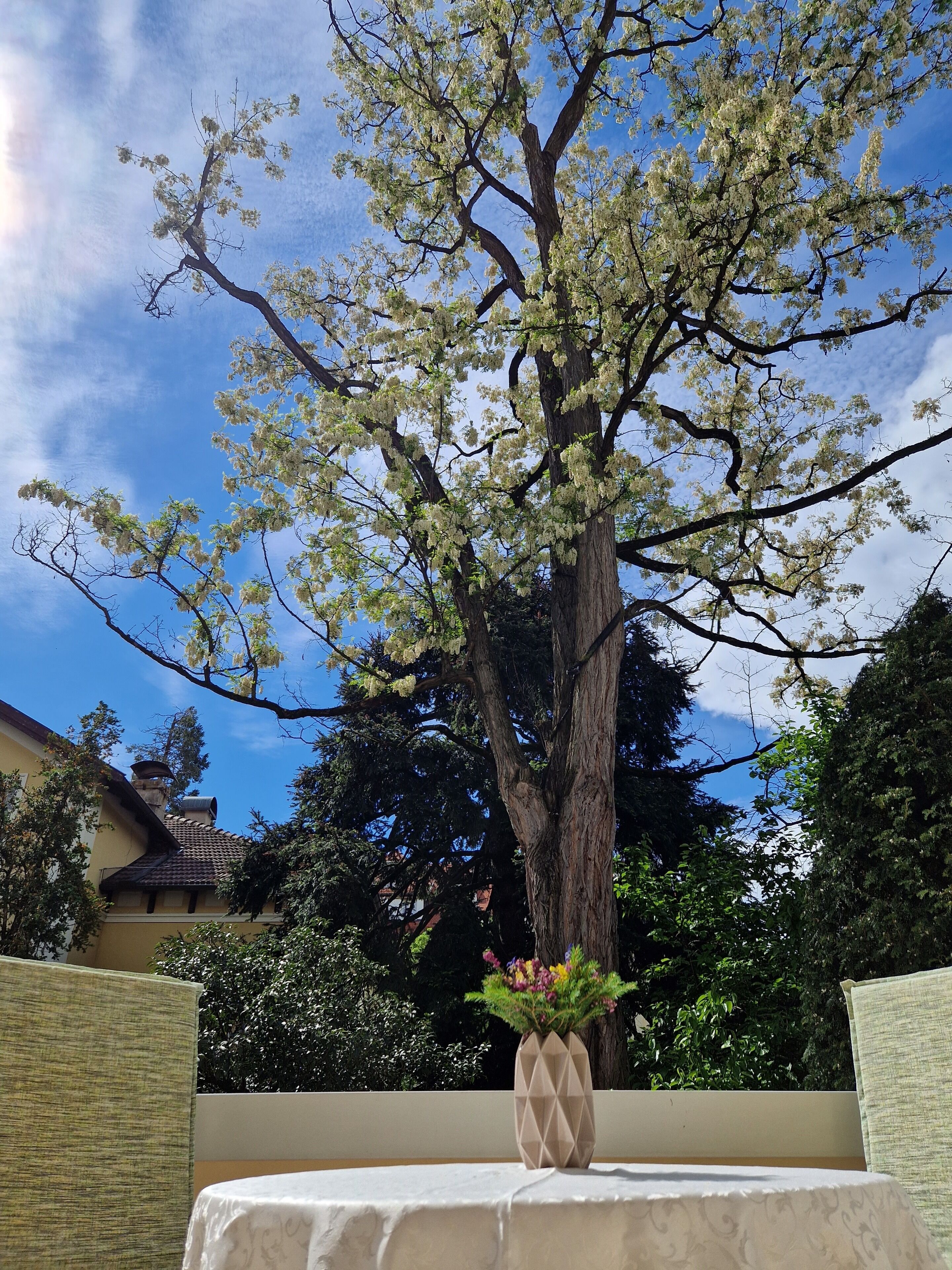 A tree with white blossoms in a courtyard with a table and vase.