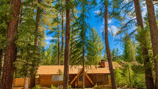 A cabin surrounded by tall pine trees, with a clear sky above.