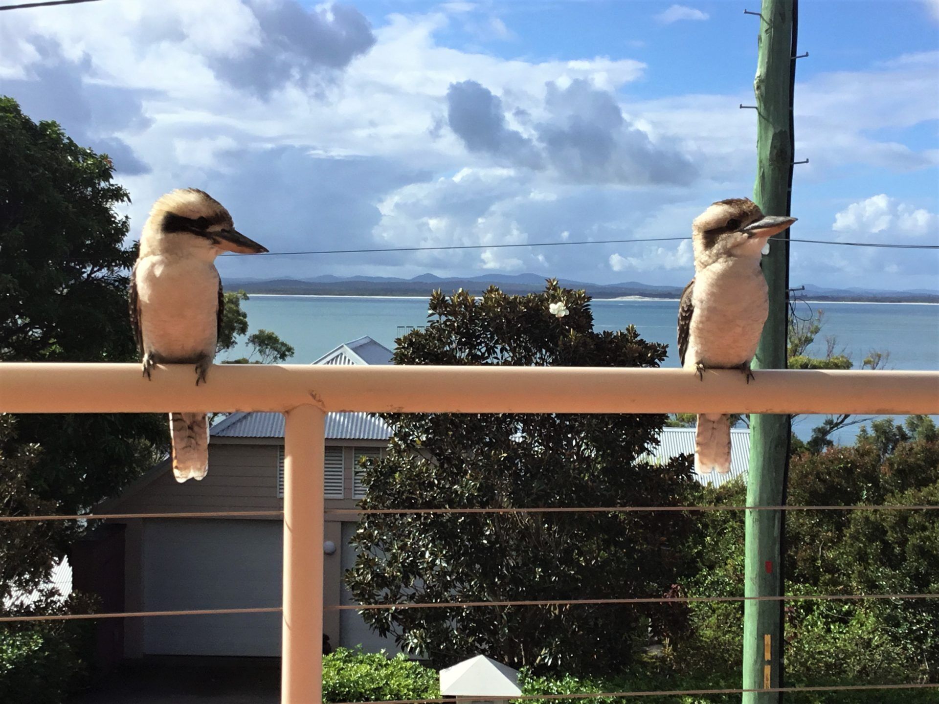 Two birds perched on a railing with a view of a body of water and distant mountains.