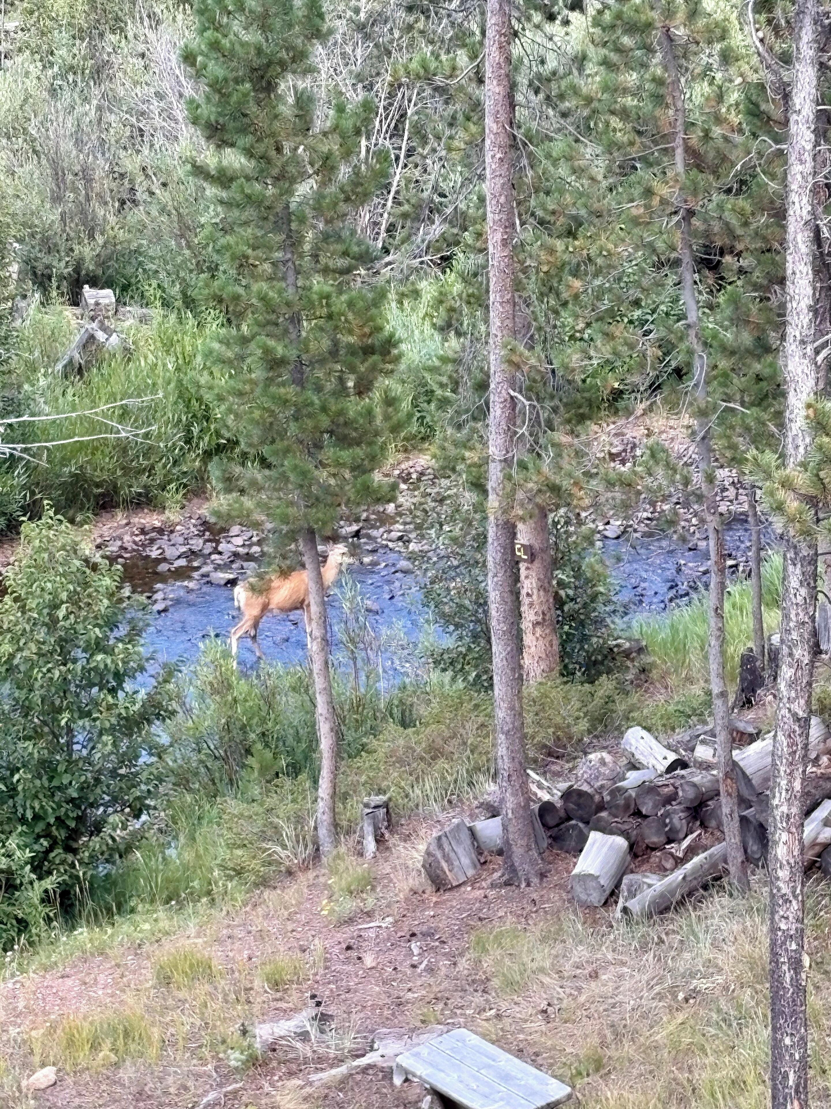A natural setting with a stream, trees, and a wooden bench.