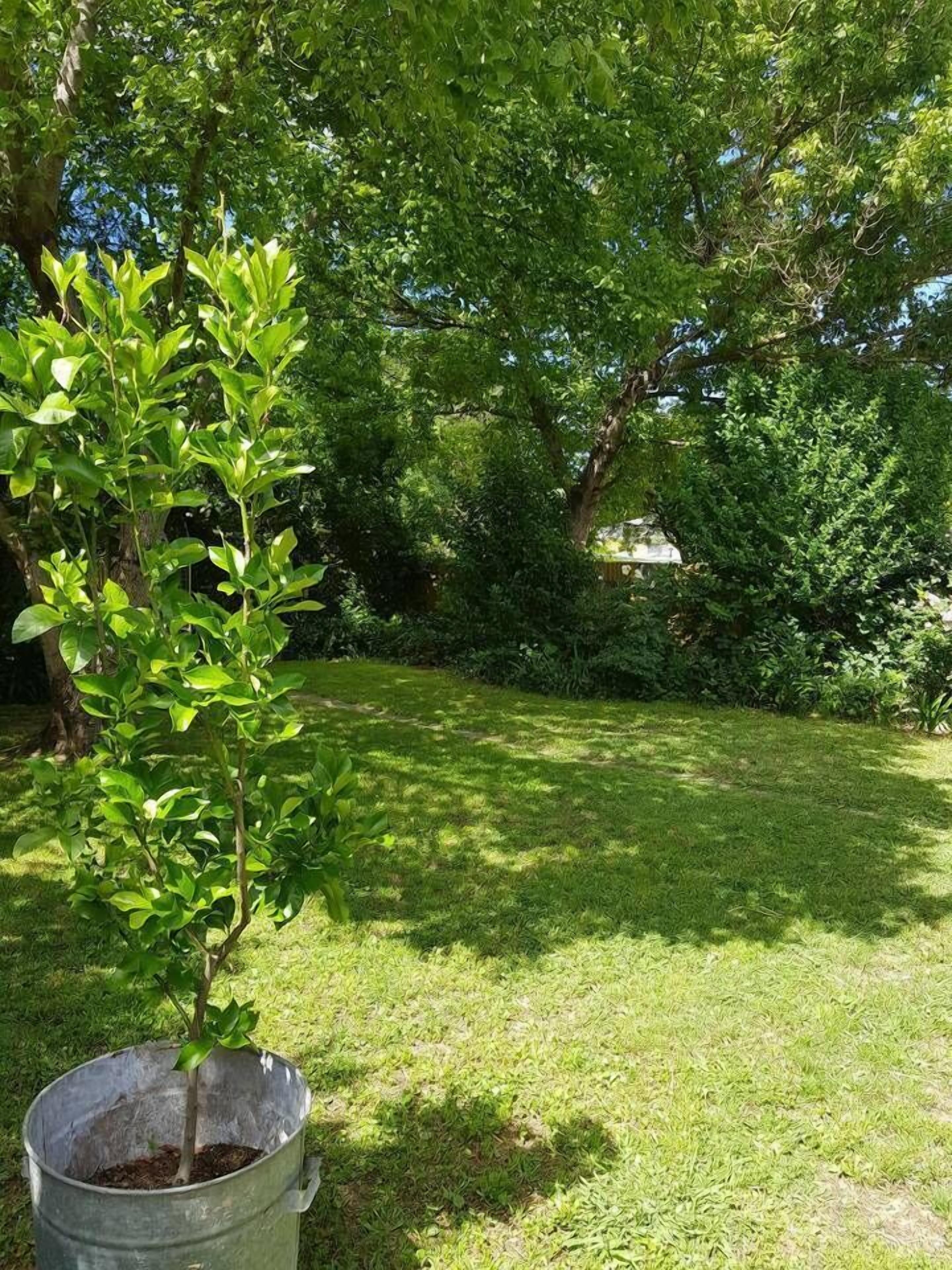 Un jardín con una planta en maceta y césped.