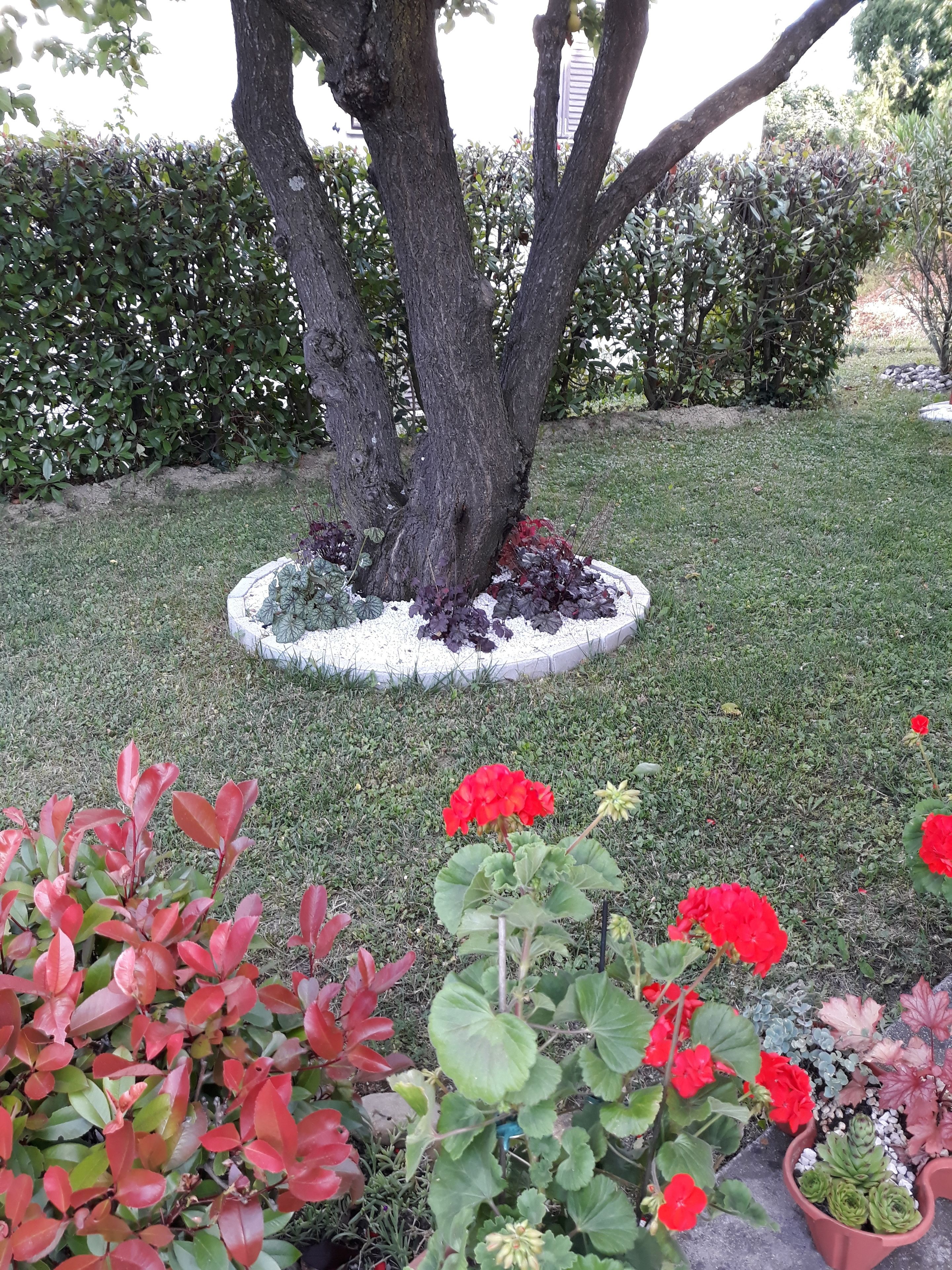 Un jardín con un árbol, flores rojas y diversos arbustos.