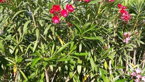 A dense shrub with clusters of pink flowers and green leaves.