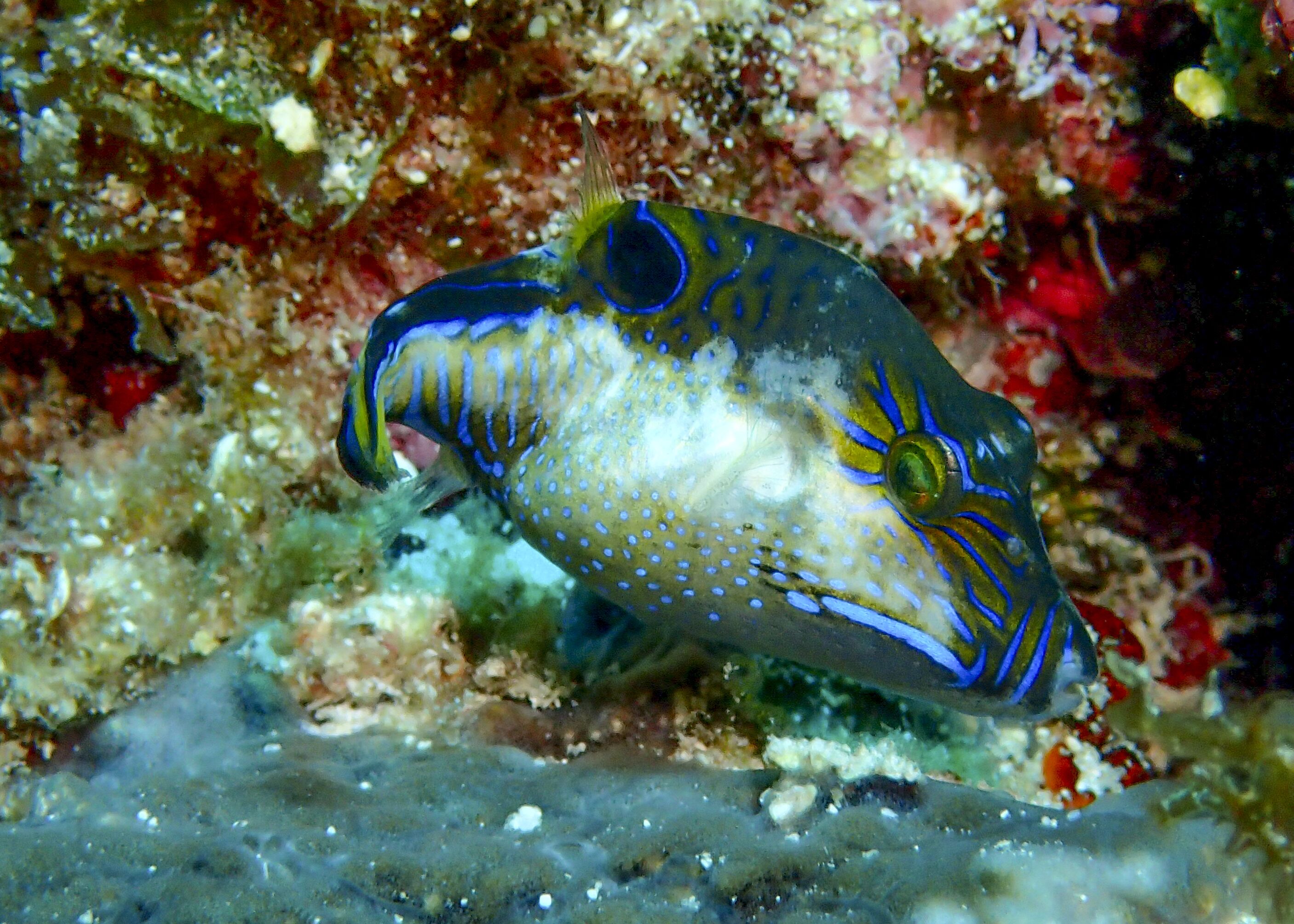A fish with blue and yellow markings swimming near a coral reef.