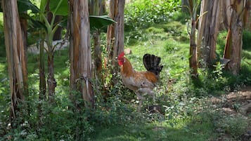 Jardines del alojamiento