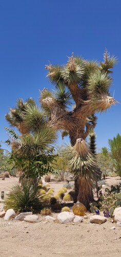 The Bungalow in Downtown Joshua Tree - A Renovated Mid-Century Bungalow