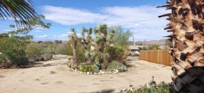 A desert landscape with a variety of cacti and succulents, a wooden fence, and a clear sky.