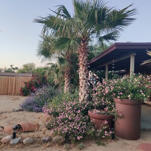 A garden with a palm tree, flowering plants, and a wooden fence.