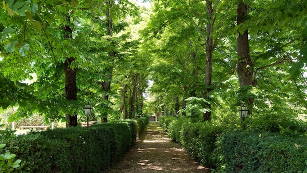 A pathway lined with trees and hedges, leading to a structure in the distance. - Luxury Suite in Renaissance Villa (Grassina)