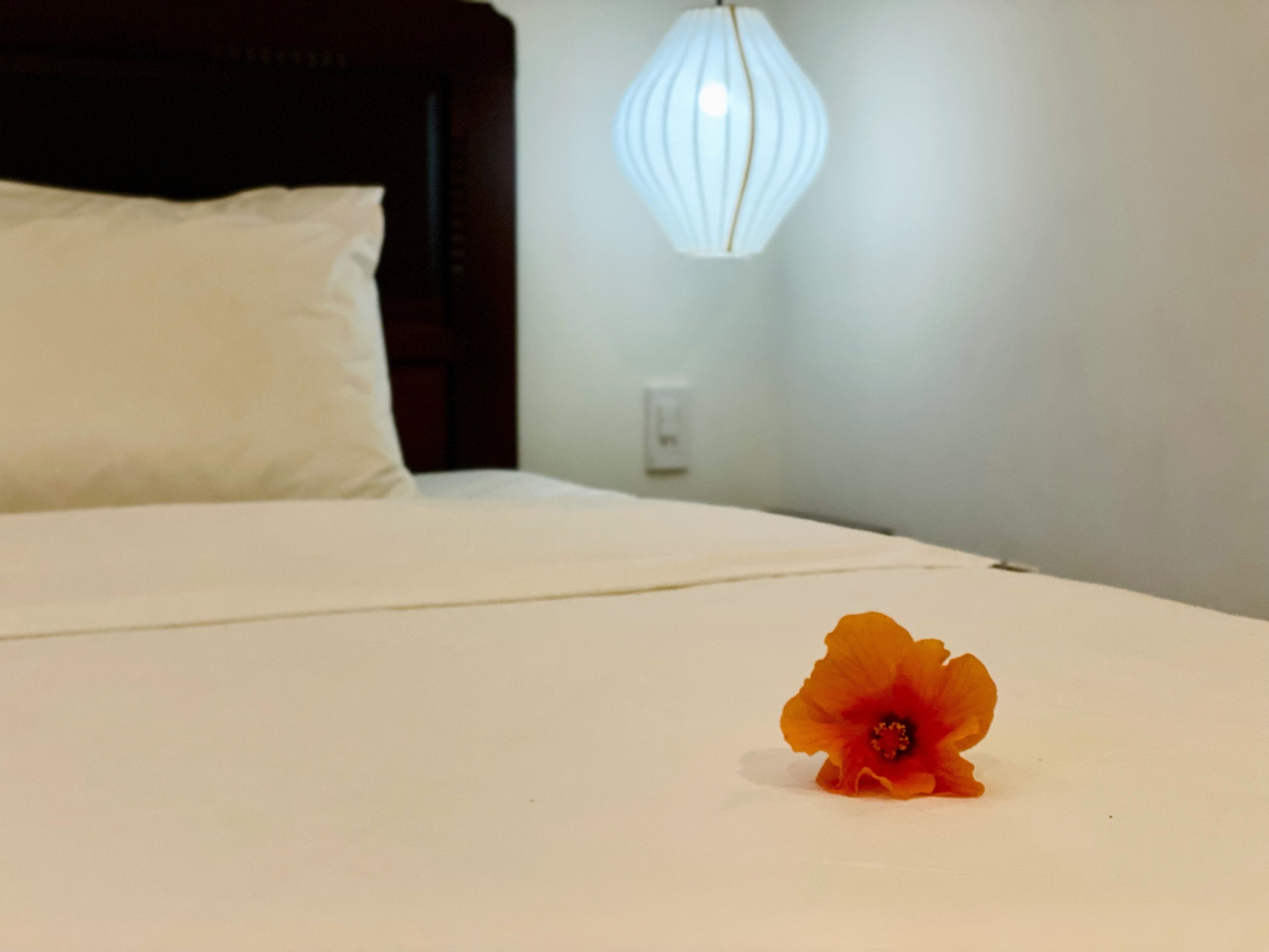 Un lit avec un drap blanc et une seule fleur orange posée dessus.