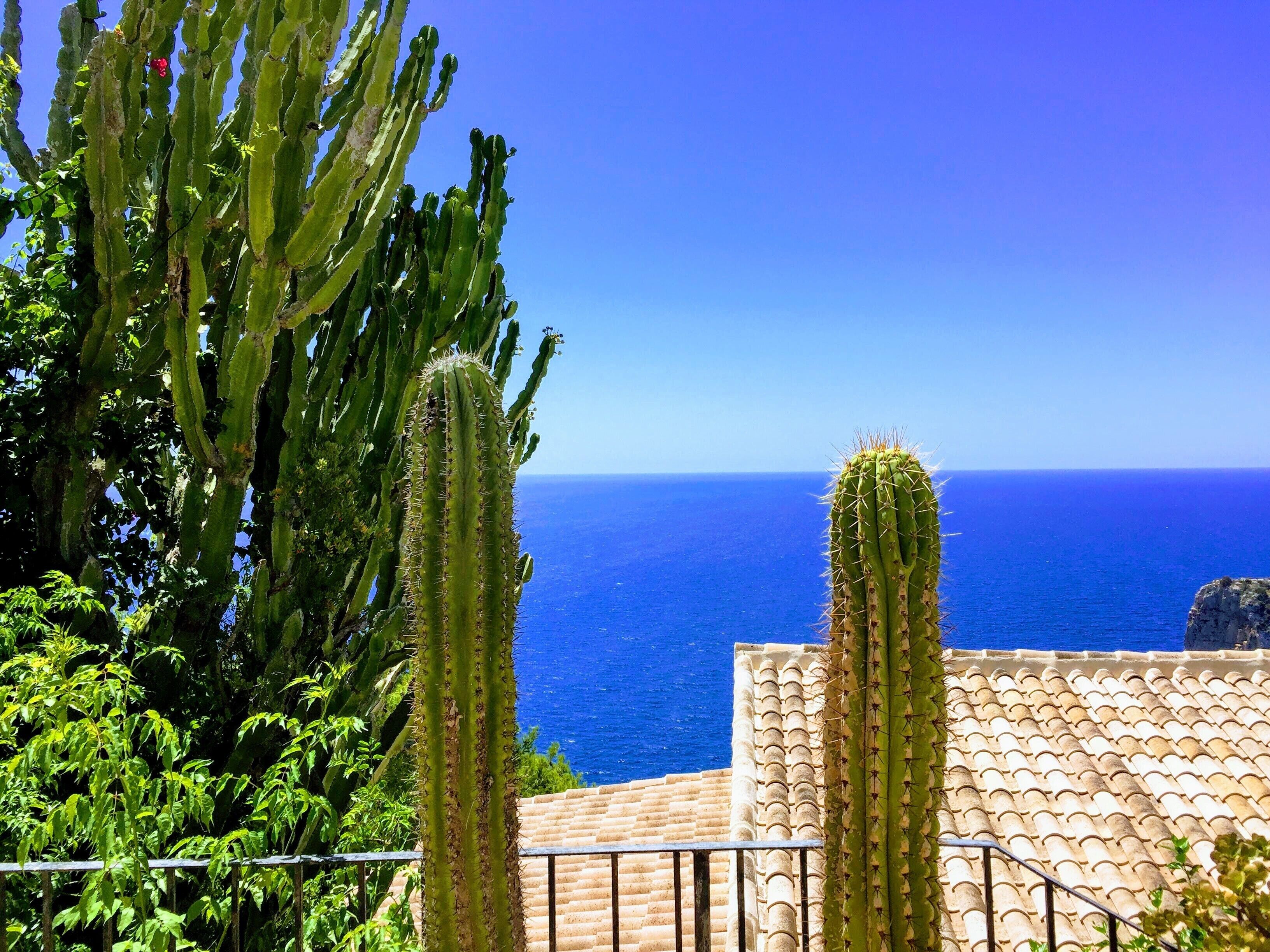 Vista sulla costa con cactus e un tetto piastrellato.