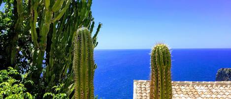 Vista costera con cactus y tejado de tejas.