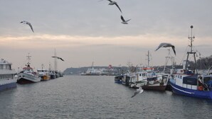 A harbor with multiple fishing boats docked, a clear sky, and seagulls flying.