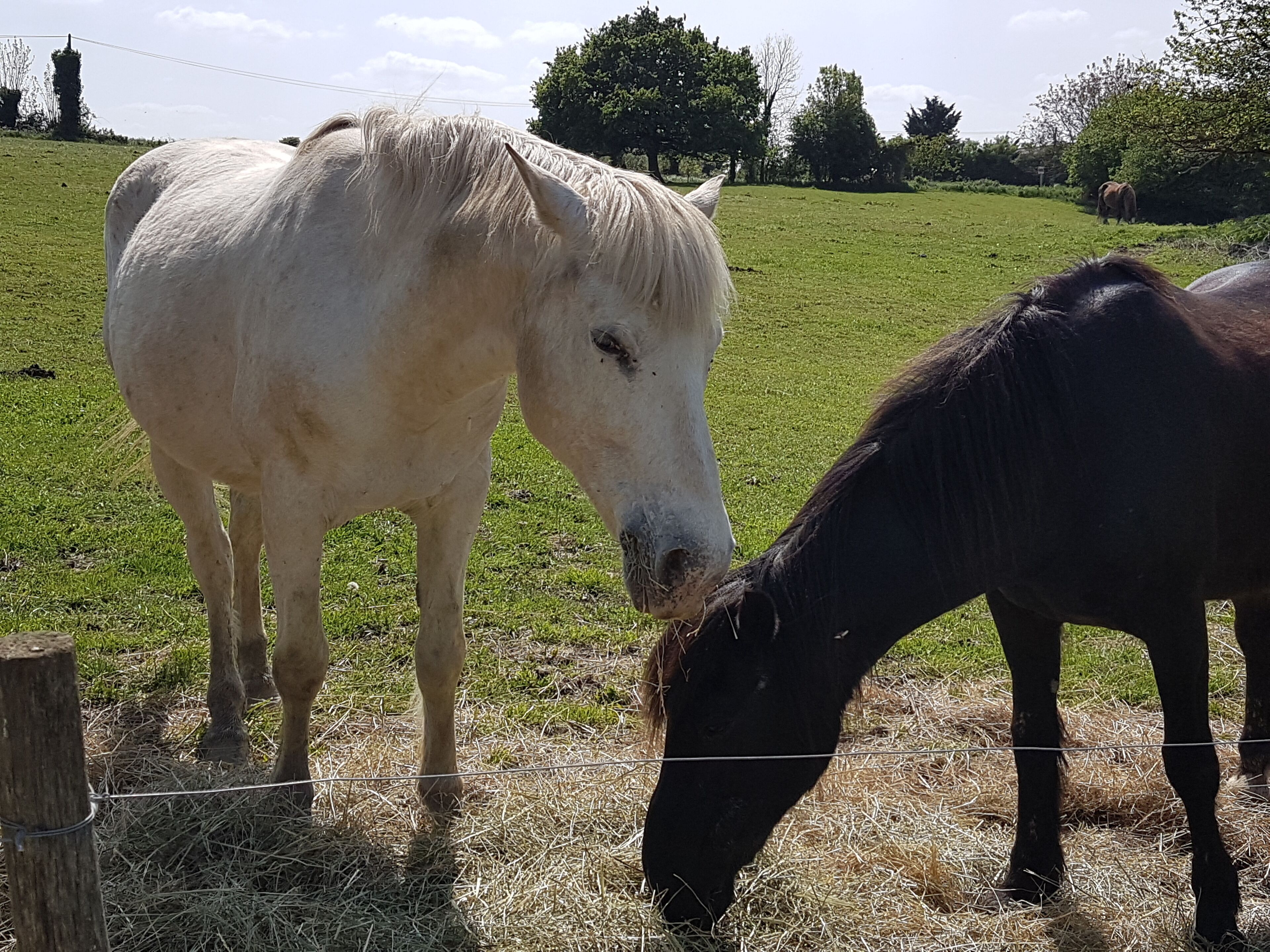 Two horses grazing in a fenced field with a clear sky and trees in the background.