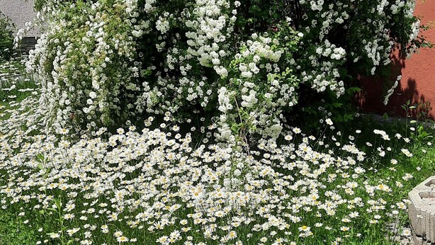 Un jardín con flores blancas y un edificio con toldo azul y blanco.