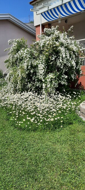 Ein Garten mit weißen Blumen und ein Gebäude mit einer blau-weißen Markise.
