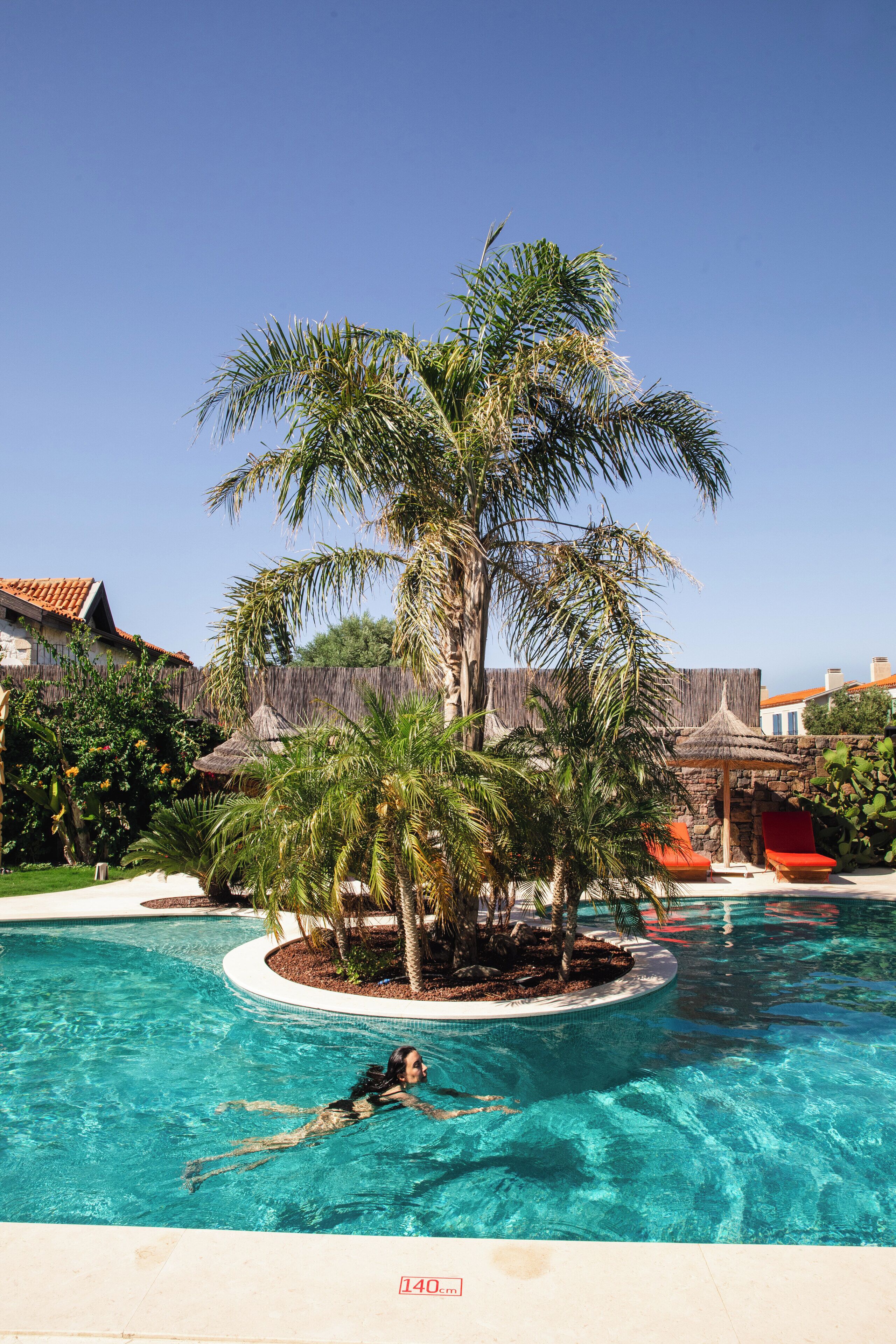 A swimming pool with a palm tree and lounge chairs.