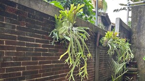A brick wall with hanging plants and a small garden area with pebbles and various greenery. - Adi Jaya Cottages Jungle Suites by EPS (Ubud)