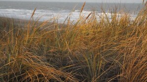 A beach with tall grasses and a view of the ocean. - Sable d'O (Ostend)