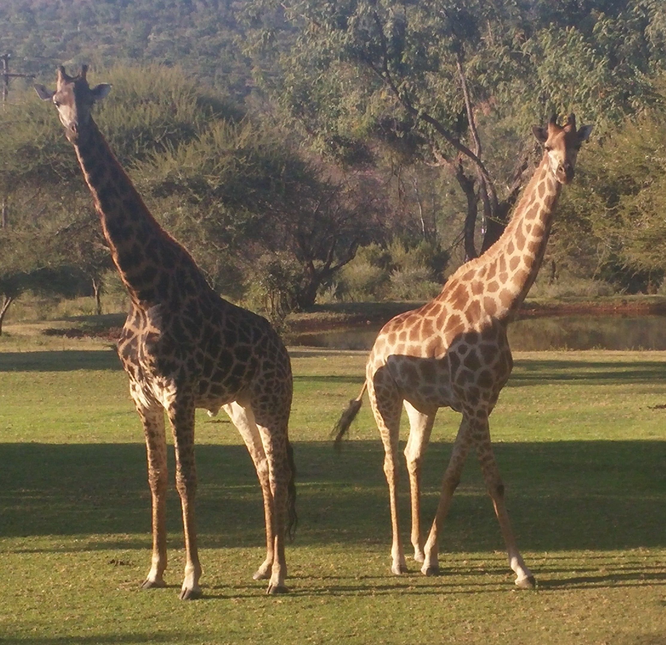 Dos jirafas de pie en un campo con árboles al fondo.