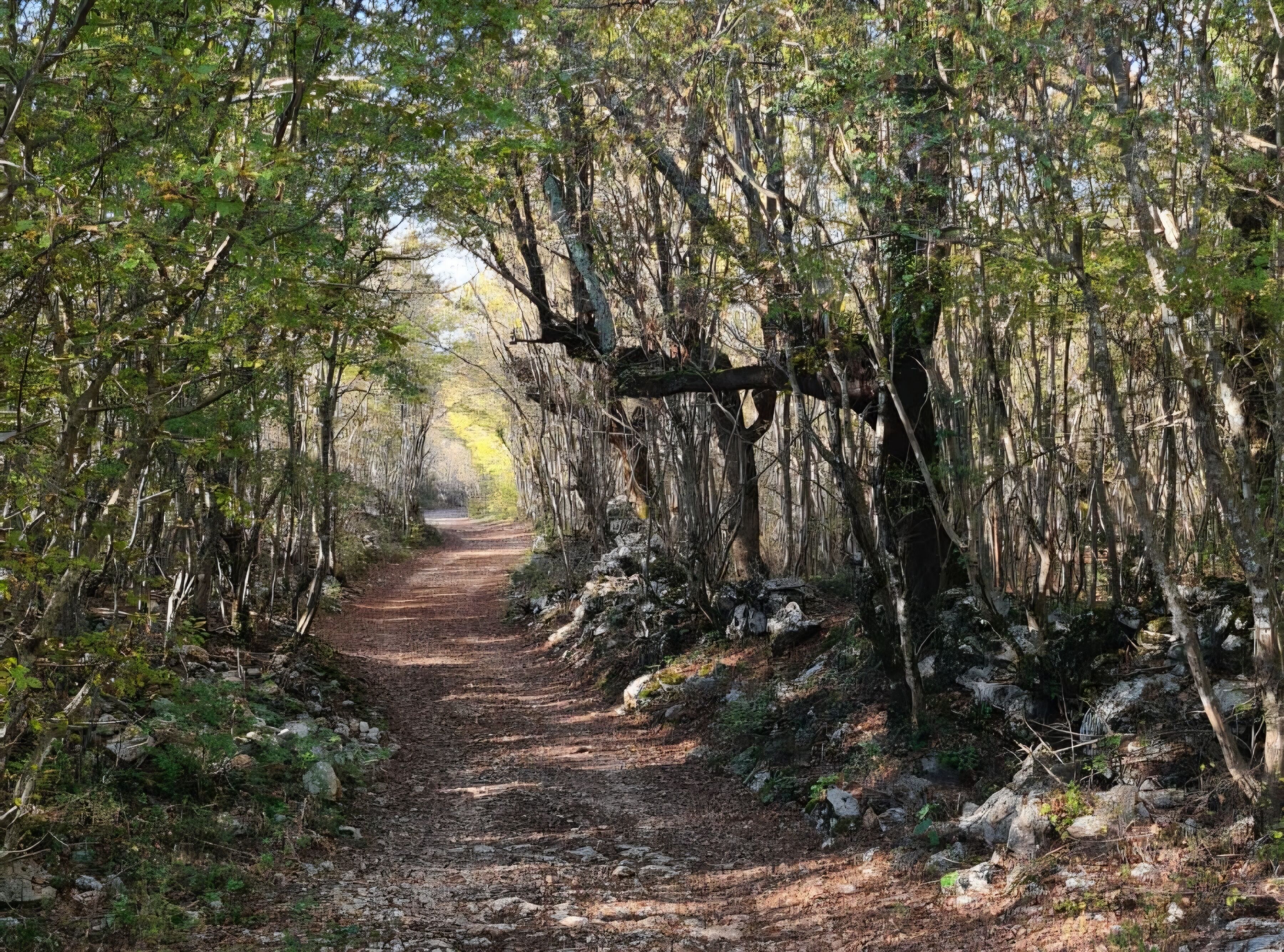 Un sentier bordé d’arbres des deux côtés.