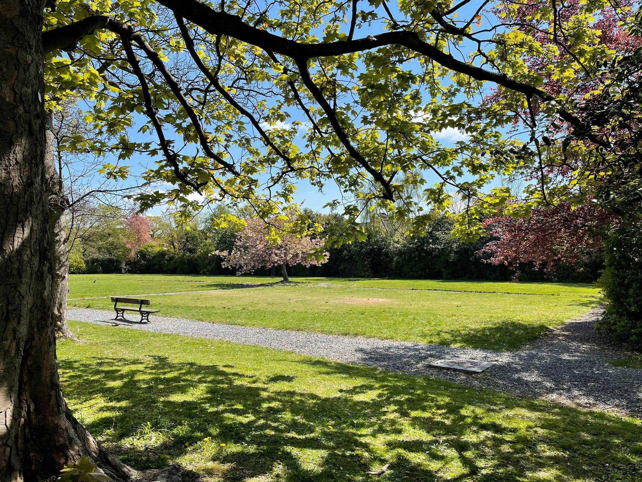 A park with a bench, a gravel path, and trees with green leaves.