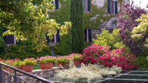 Un jardin agrémenté de plantes et de fleurs en pot, une rambarde en métal et un bâtiment avec des fenêtres et du lierre en arrière-plan.