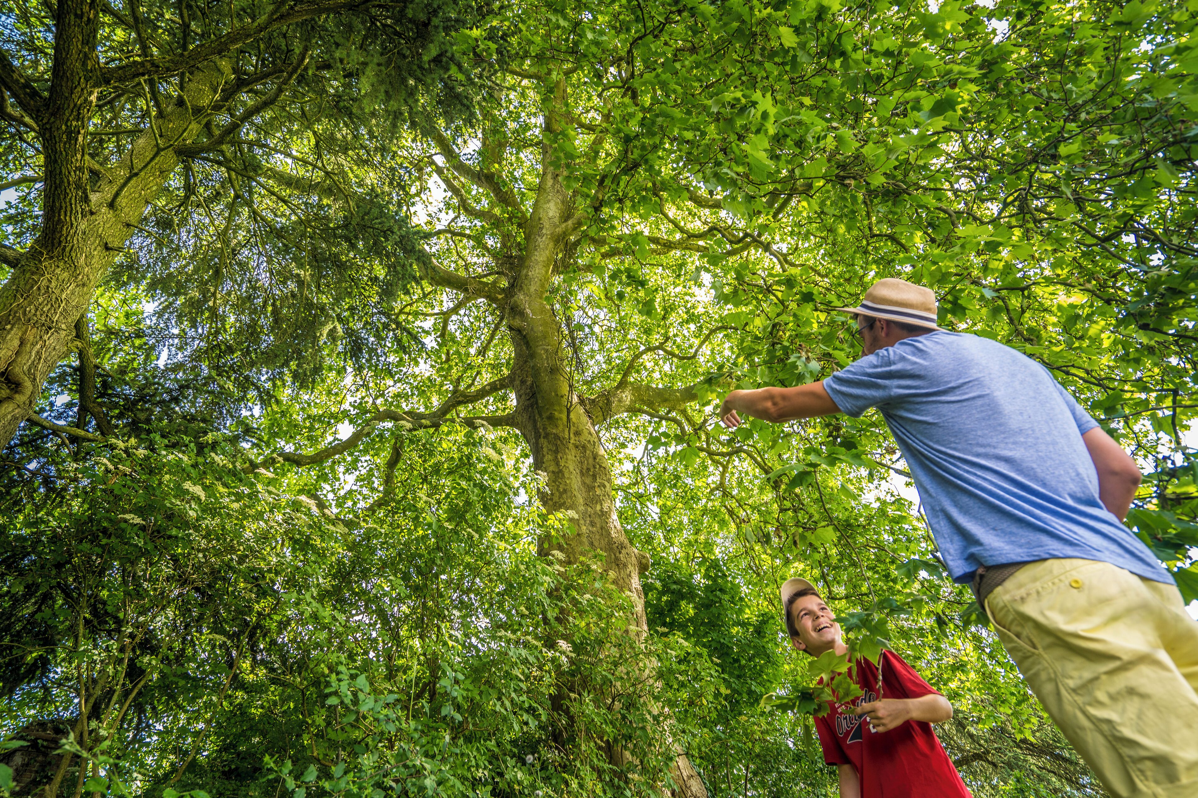 A man in a blue shirt and beige pants standing in a forested area, pointing towards a tree.