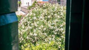 A view through a window of a stone building with a garden of white flowers, a stone wall, and a coastal landscape in the background. - Apartments Kaja (Postira)