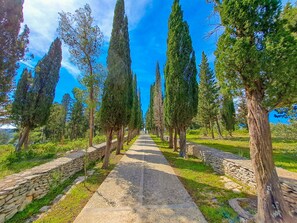 A pathway lined with tall cypress trees and stone walls, leading through a park. - Apartments Jerko (Sutivan)