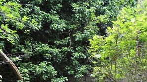 Garden - Art Hotel (Passau)