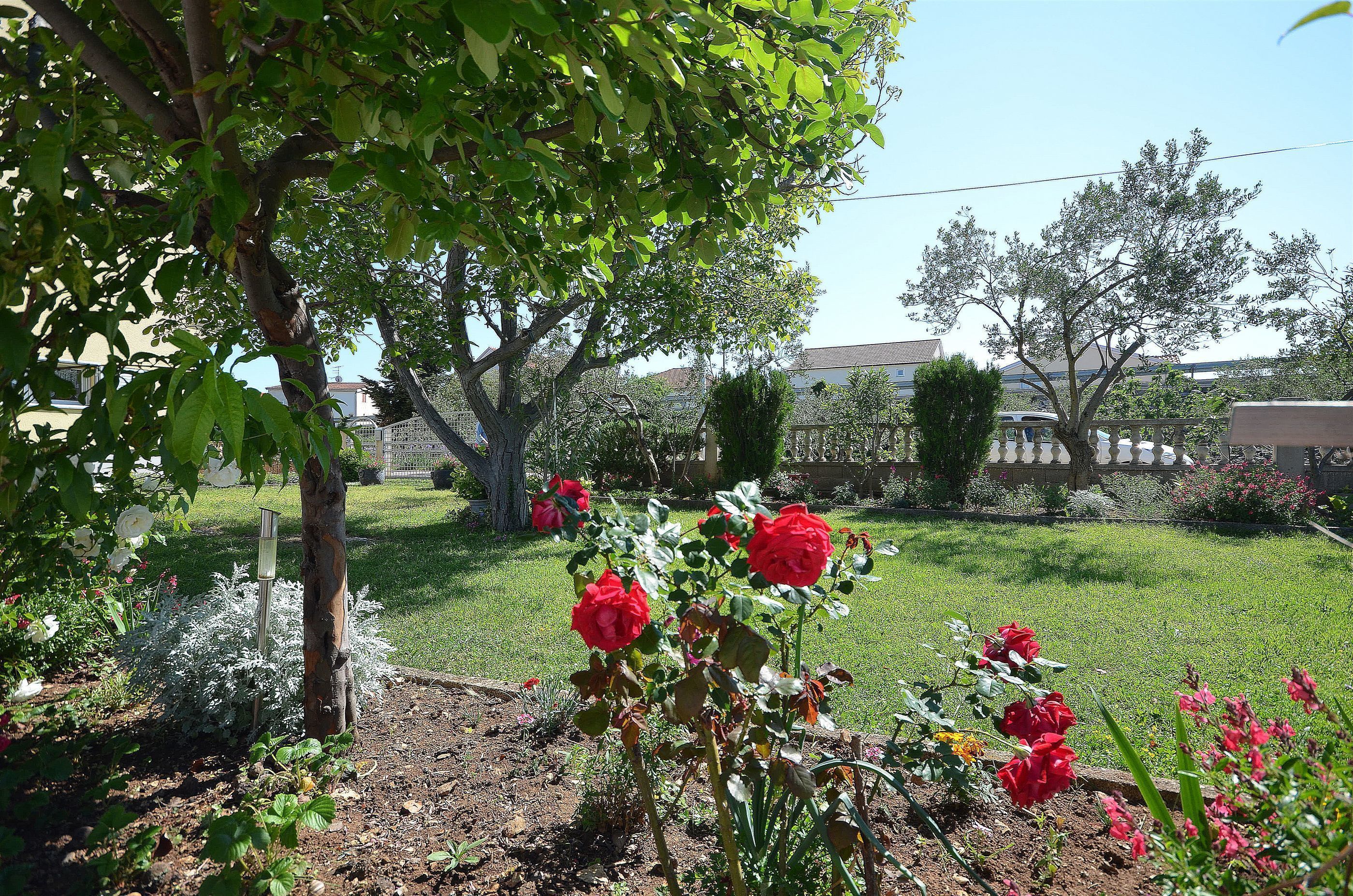 Un jardín con rosas rojas y un árbol.