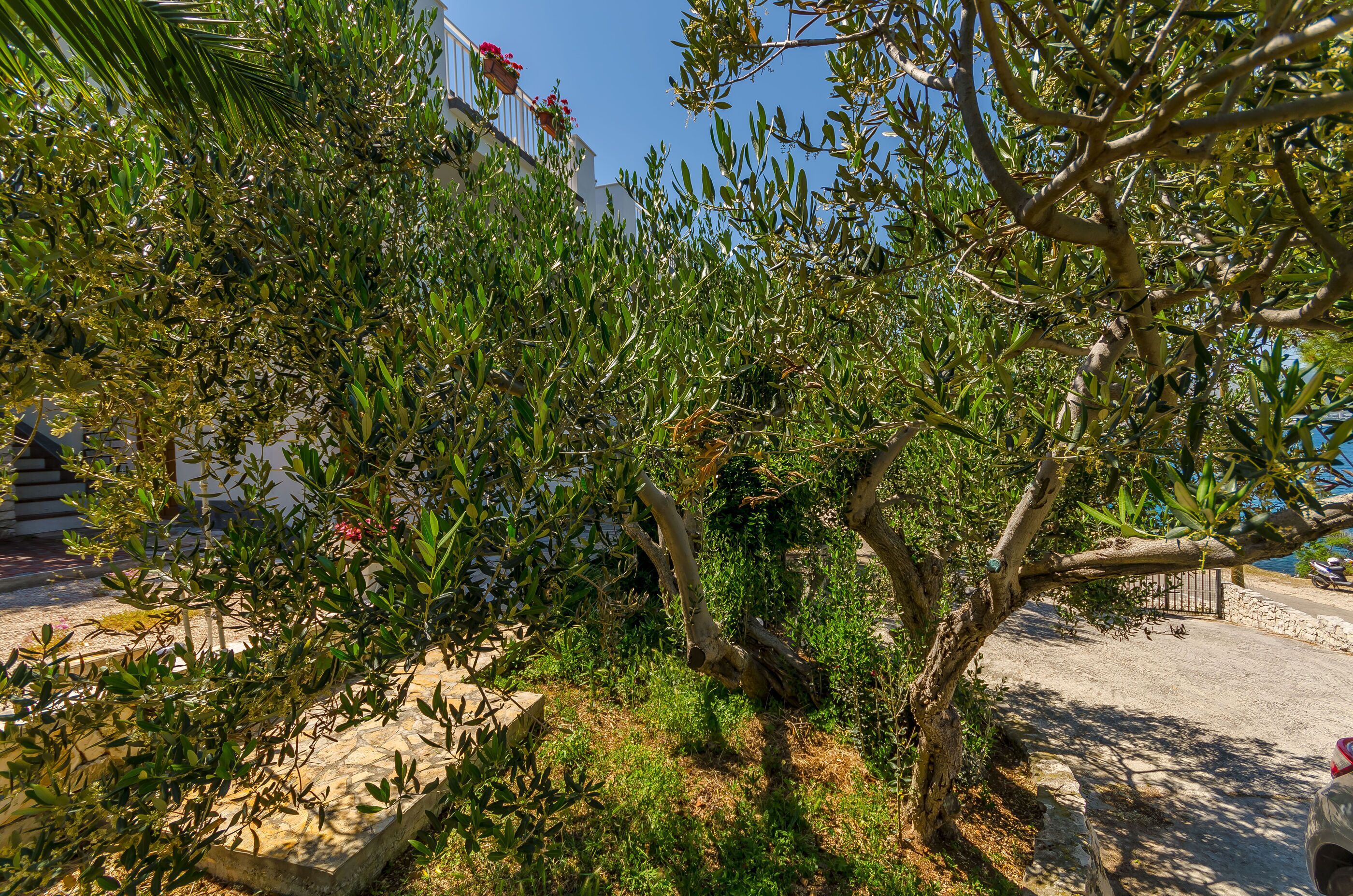 A garden with olive trees and a stone wall.