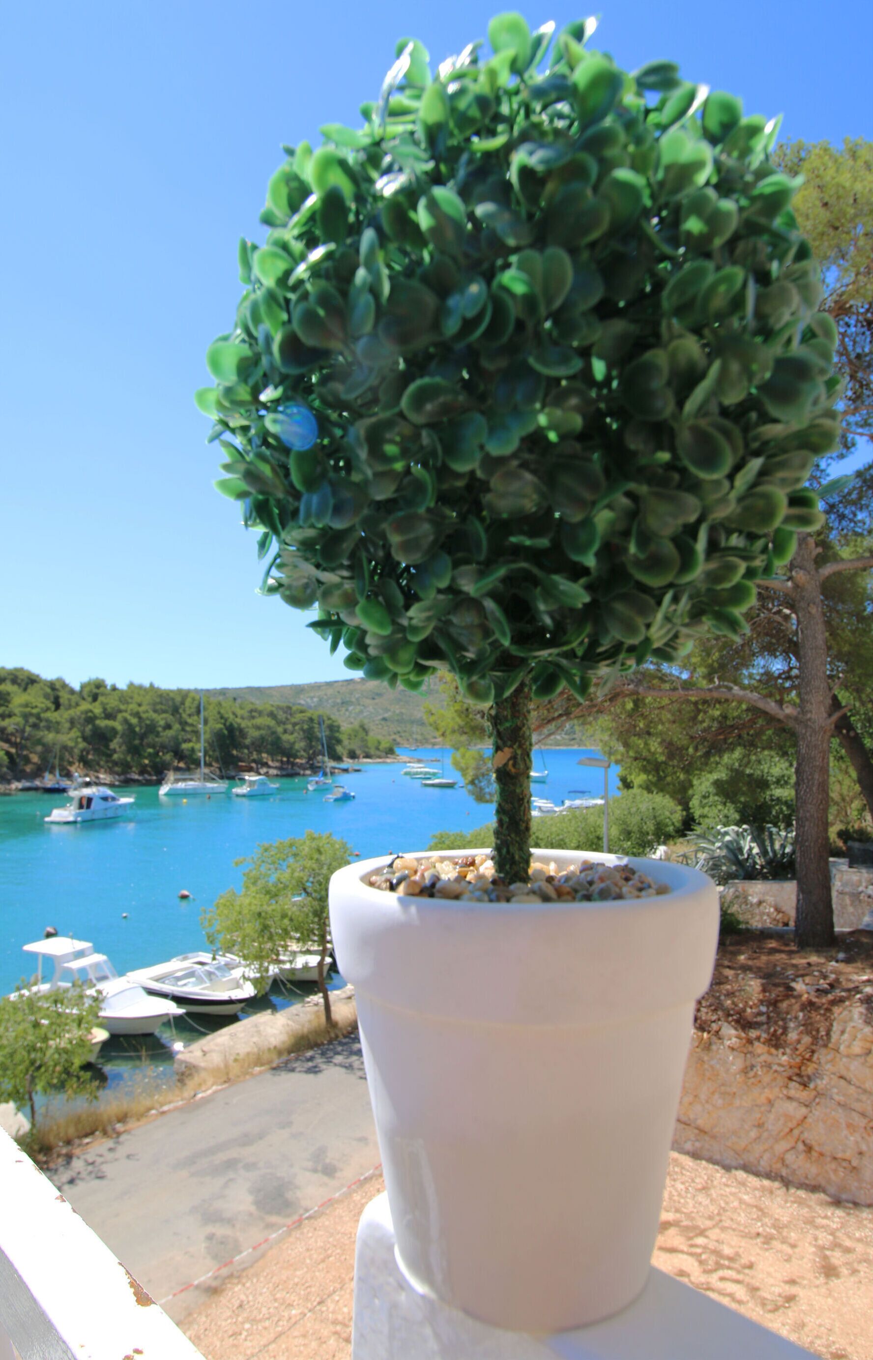Un arbre en pot, placé dans un pot blanc, surplombe une marina où sont amarrés des bateaux.