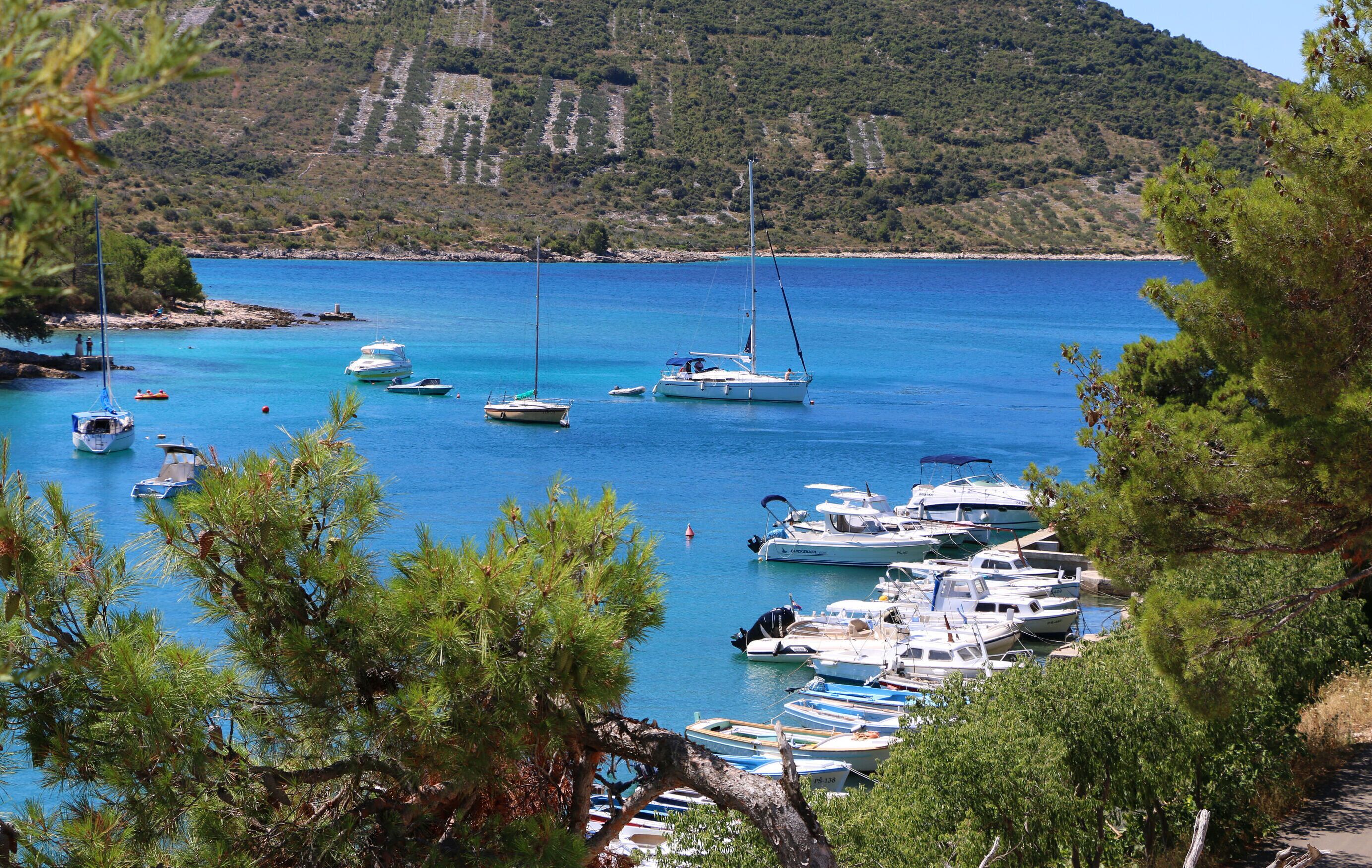 A coastal marina with various boats docked, surrounded by pine trees and a hilly landscape in the background.