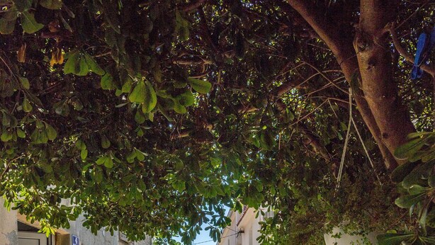 A narrow alleyway with a tree providing shade, a door on the left, and a building on the right. - House Sanda (Kastel Novi)