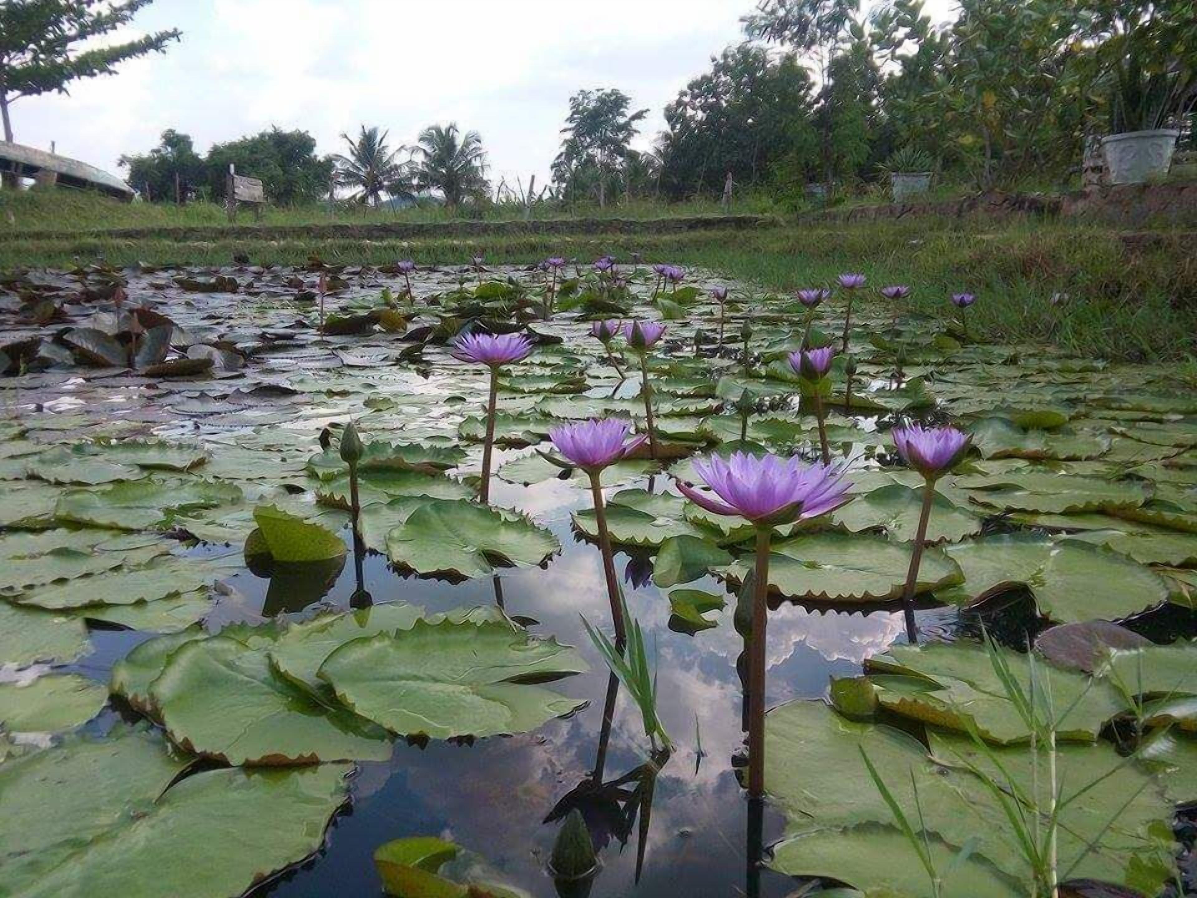 A pond with water lilies and lotus flowers.