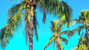 Escena de playa con palmeras, cielo azul despejado y olas del océano.