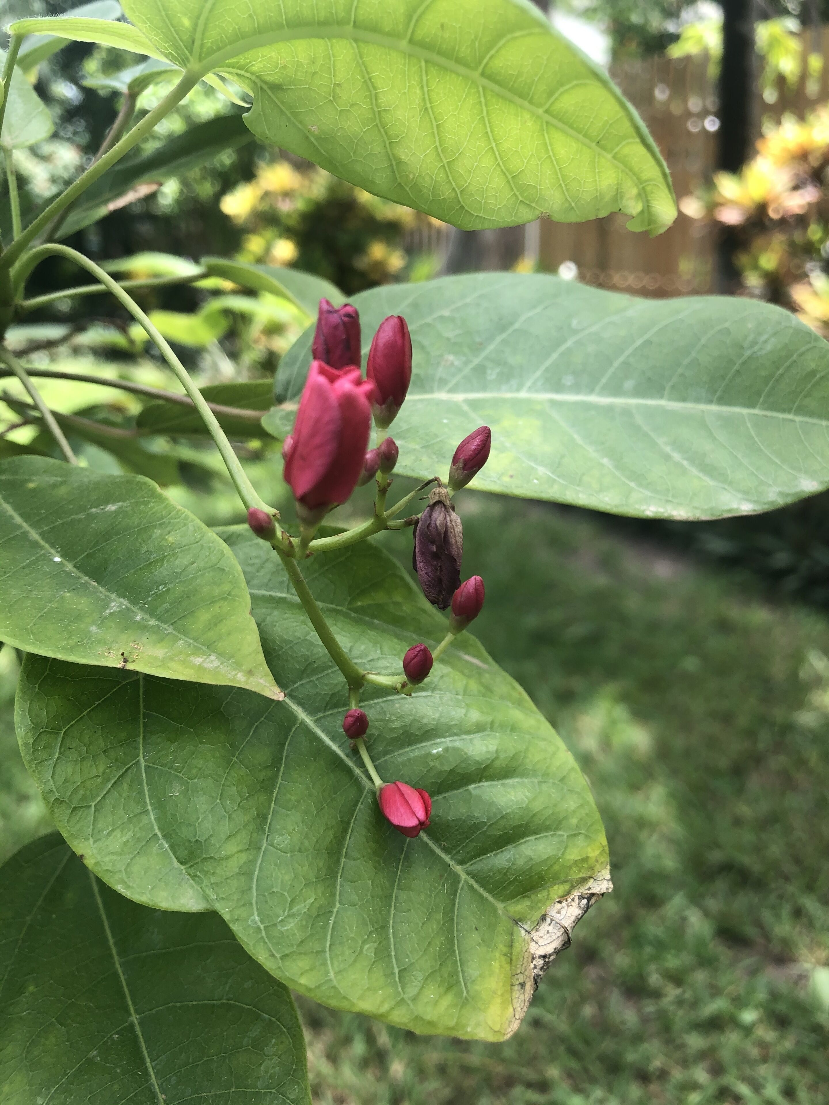 A plant with green leaves and red buds.
