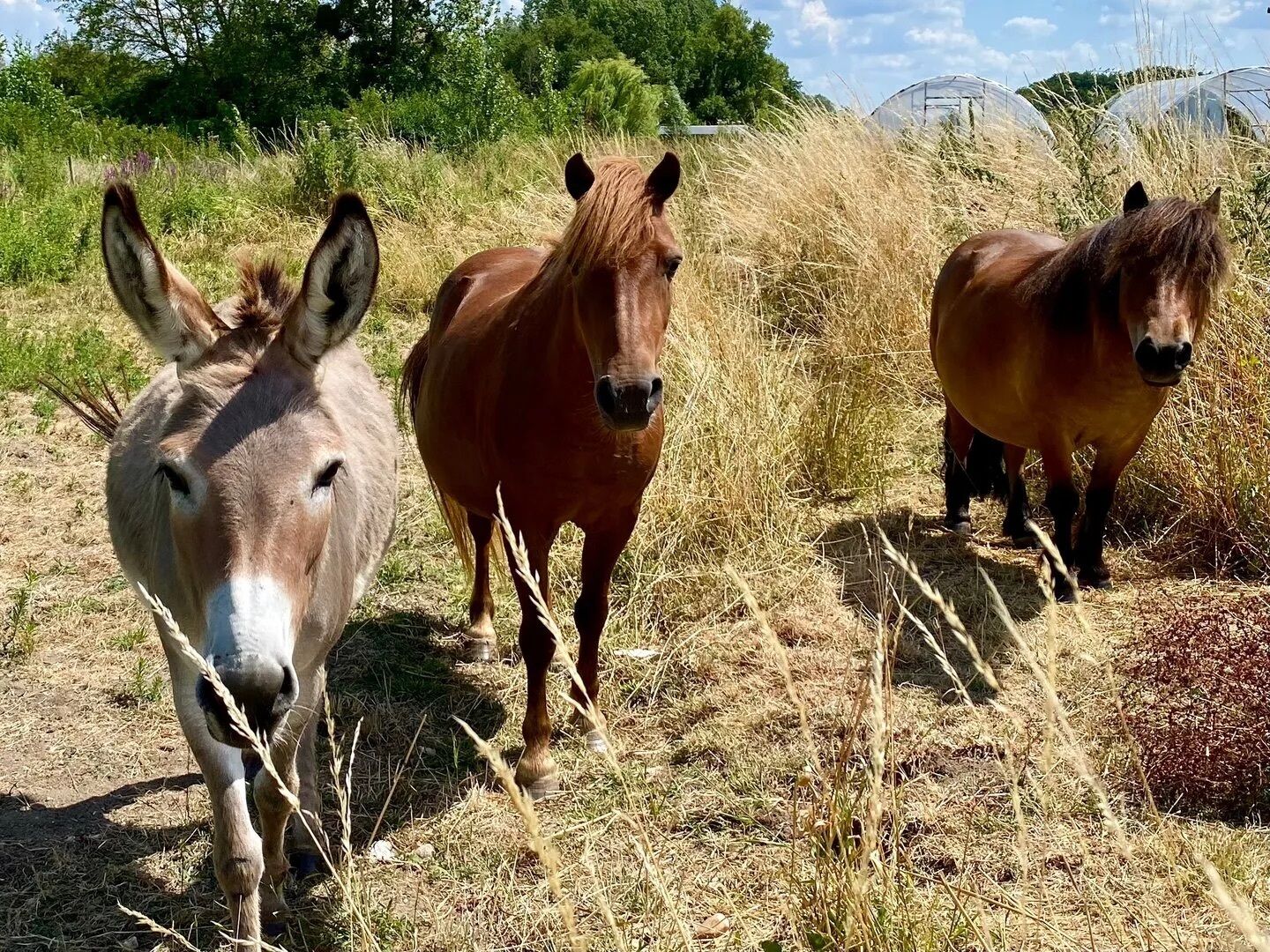 Tres caballos en un campo con pasto seco y algo de vegetación al fondo.