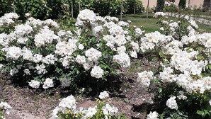 A garden with white flowering plants and a paved walkway. - Palazzo Dè Rossi Hotel (Sasso Marconi)