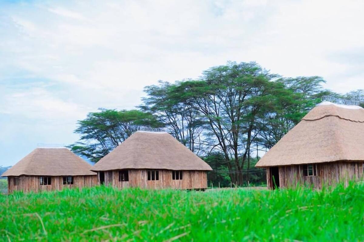 Three thatched-roof huts in a grassy field with trees in the background.