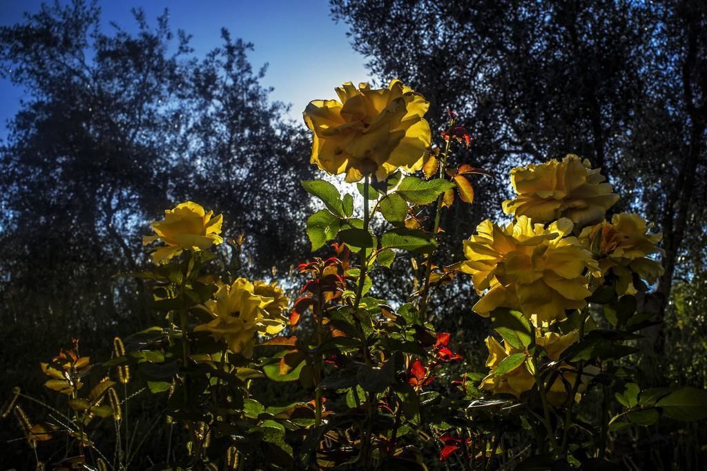 A garden with yellow roses and green foliage.