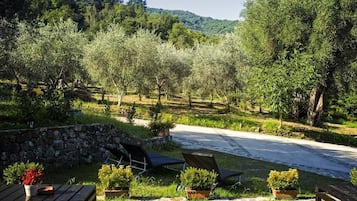 An outdoor seating area with tables and chairs, surrounded by olive trees and a stone wall.
