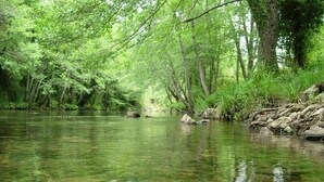 A calm river surrounded by dense green foliage and trees.