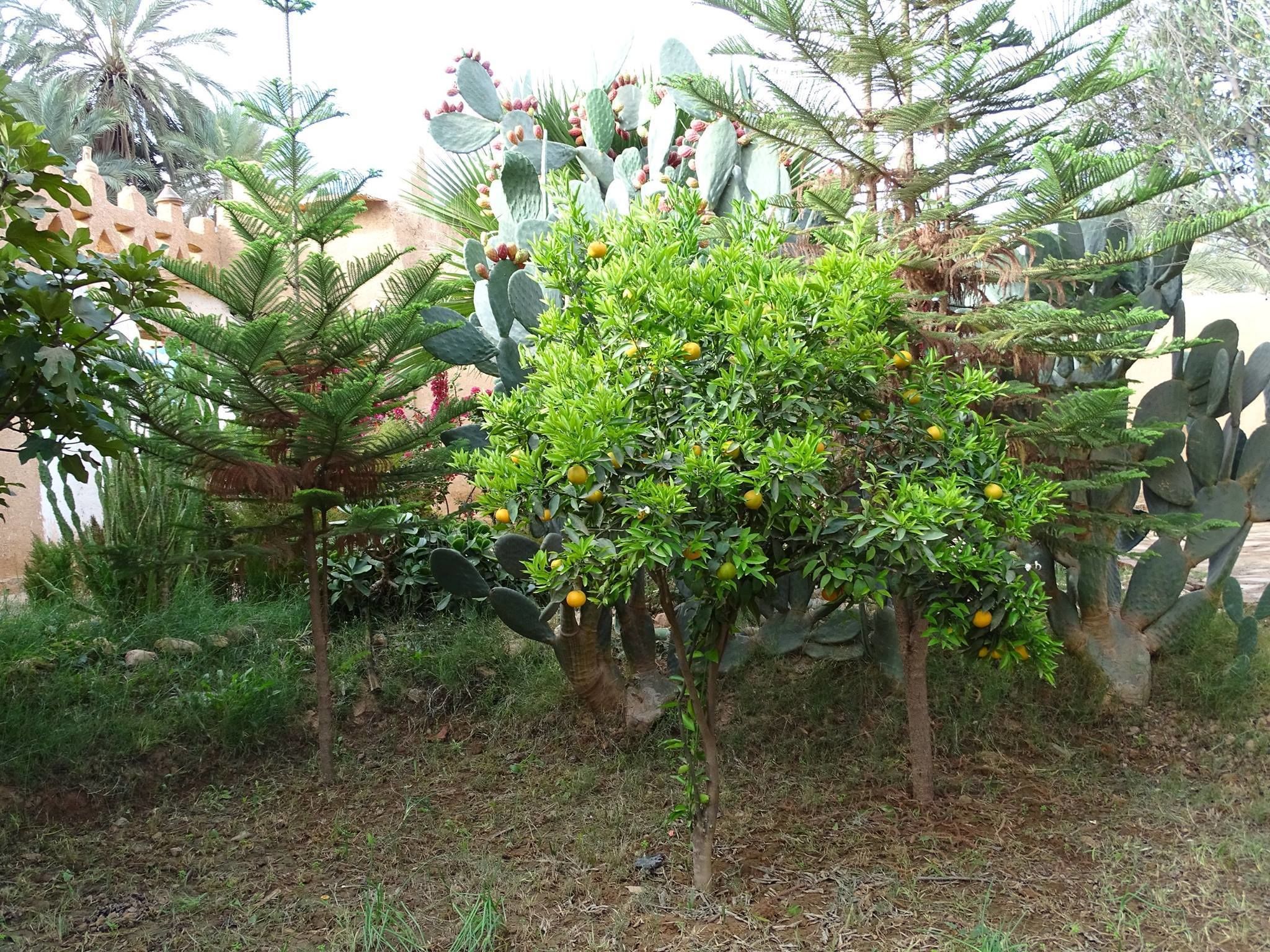 Um jardim com diversas plantas, incluindo cactos e uma árvore com frutos amarelos.